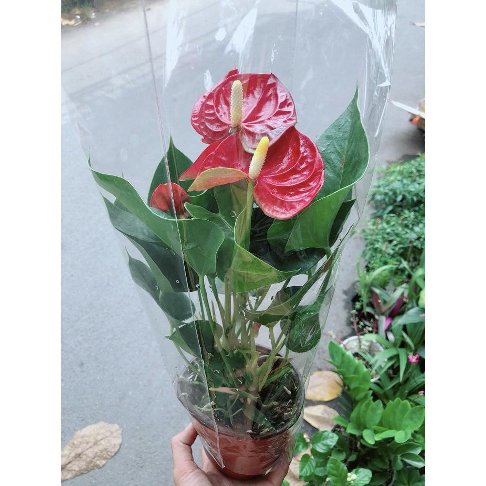 Cây Hồng Môn Kèm Chậu Sứ