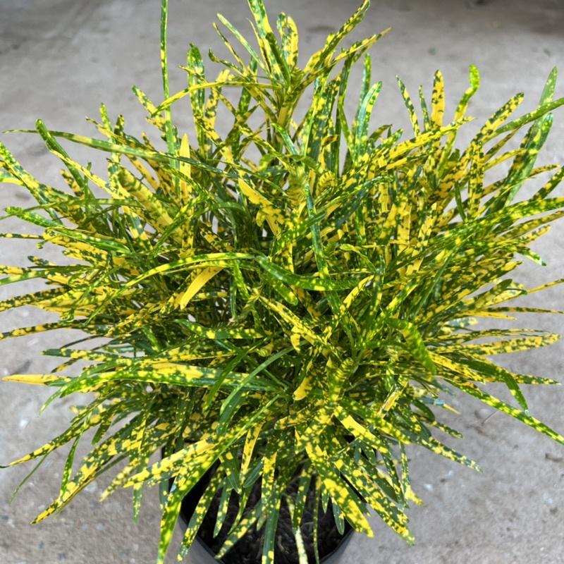 Cây cô tòng đuôi lươn cao 25-30cm, cây cảnh trang trang trí quán cà phê, ban công, sân vườn và ven tường