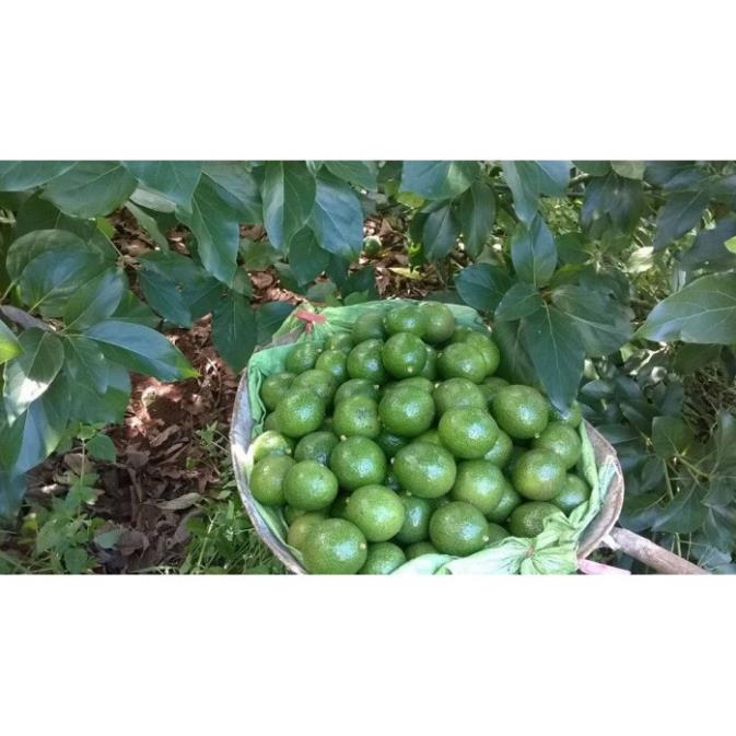 CÂY GIỐNG BƠ SÁP BOOTH 7 SIÊU NGON SIÊU QUẢ- CAM KÊT GIỐNG CHUẨN F1 + Tặng 01 cây dâu da đất