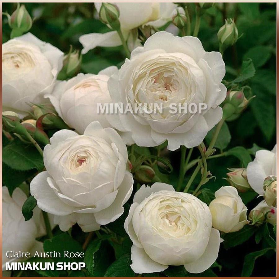 Hoa hồng ngoại Claire Austin Rose 2021 cực Hot
