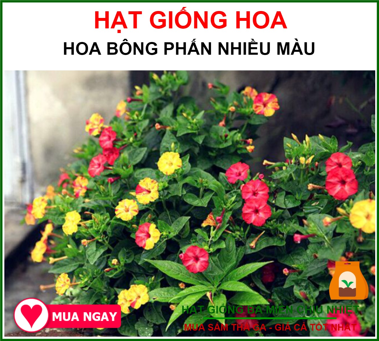 Hạt giống Hoa Phấn