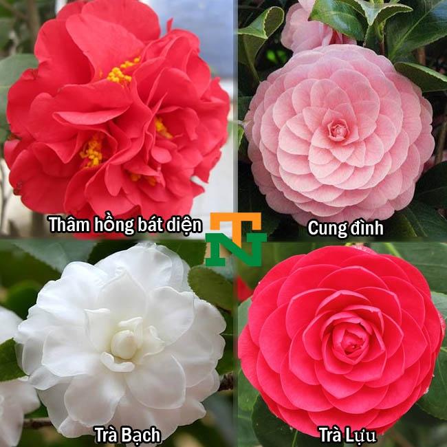 COMBO 5 cây giống hoa trà THÂM HỒNG BÁT DIỆN cổ, hàng cực hiếm, cây giống ươm bầu