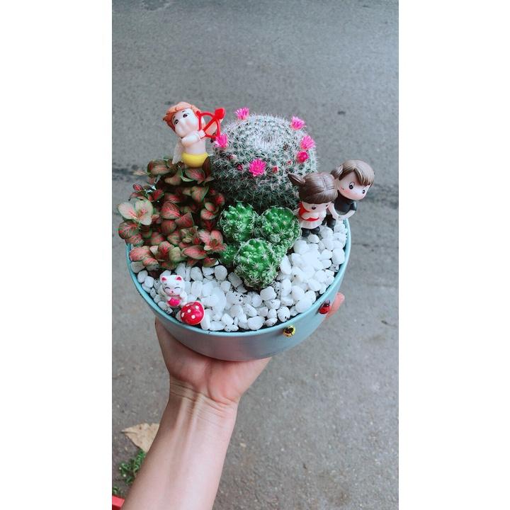 Chậu Cây Xương Rồng Tiểu Cảnh
