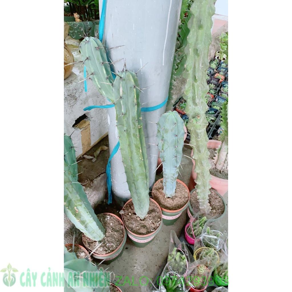 Xương Rồng Bụi Lớn