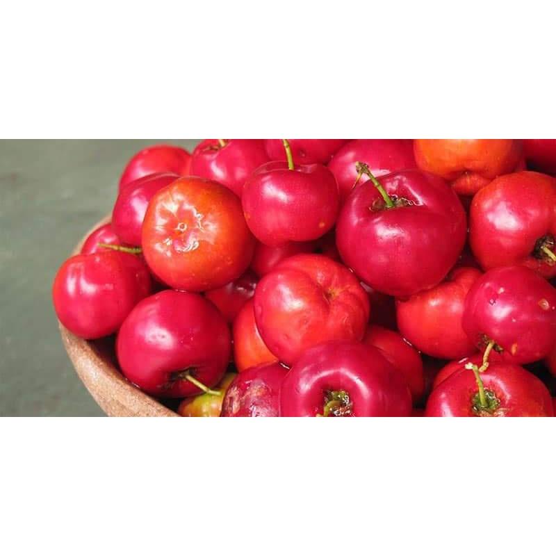Cây giống sơ ri Thái ngọt, siêu trái