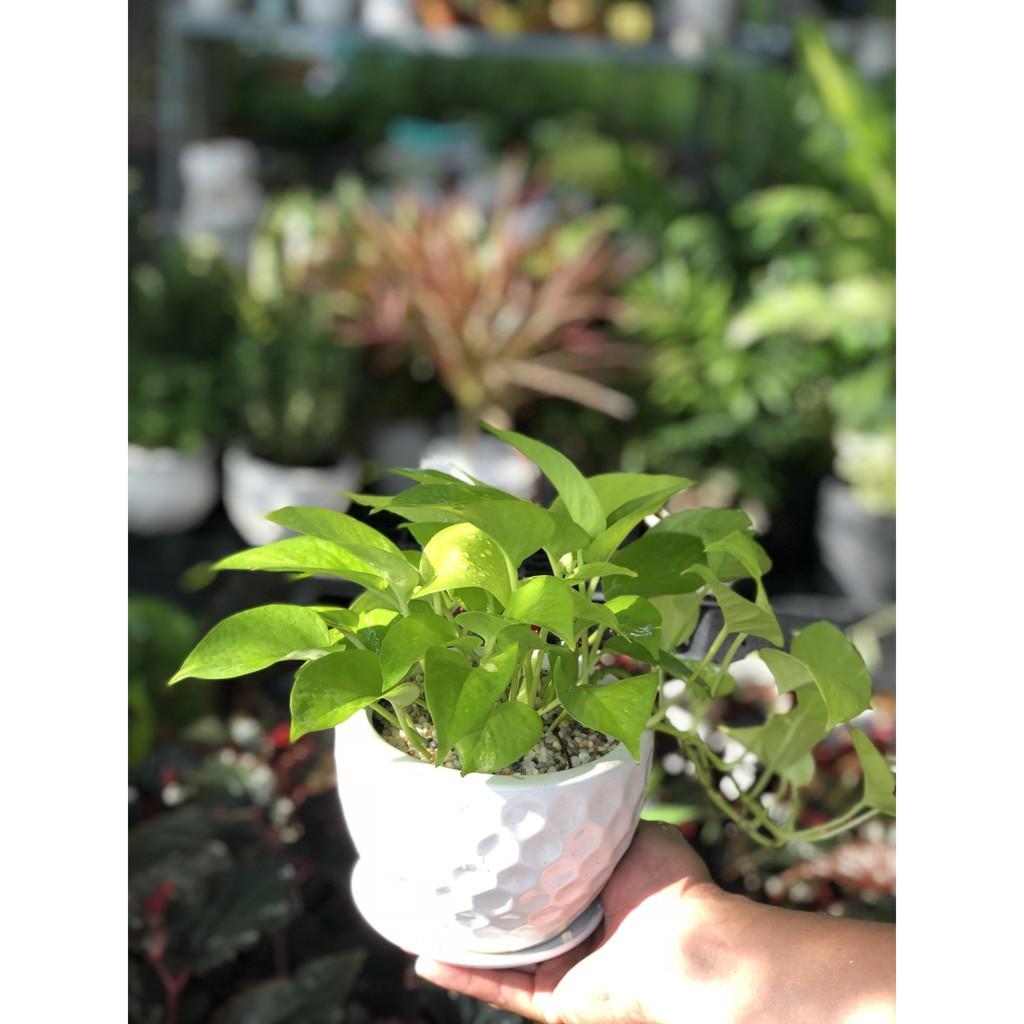 Chậu sứ cây Trầu Bà để bàn