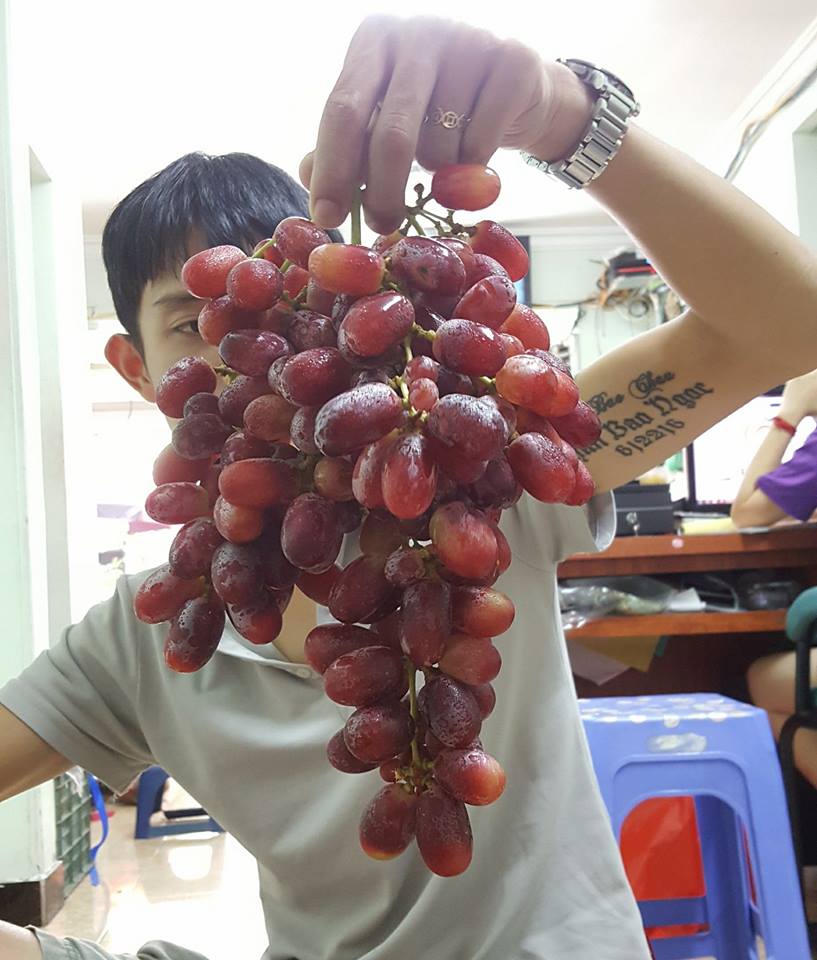 Cây Giống Crimson Không Hạt - Giống Mới Dễ Trồng 100% Đậu Trái