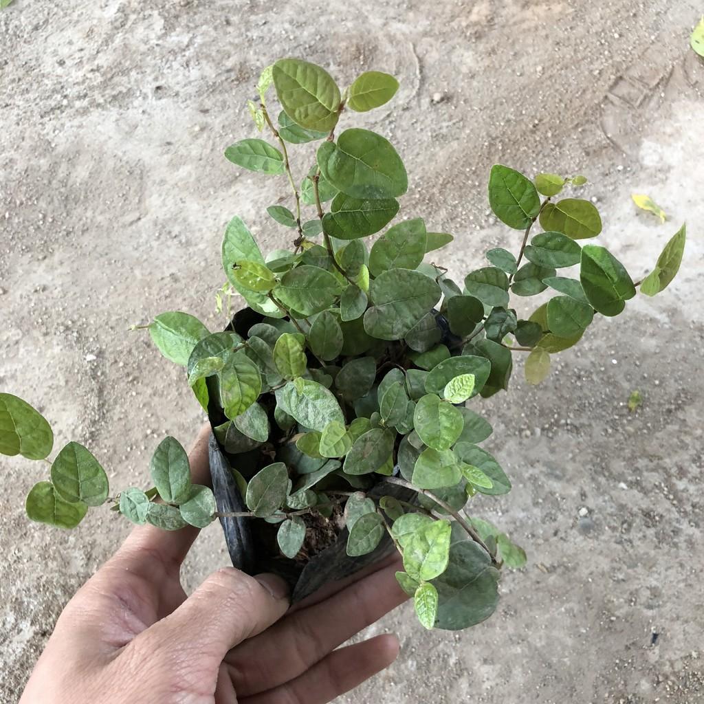 Cây vảy ốc , cây có nhiều nhánh cực sum suê leo bám cực tốt, sức sống cực khỏe thích hợp làm cây bám tường