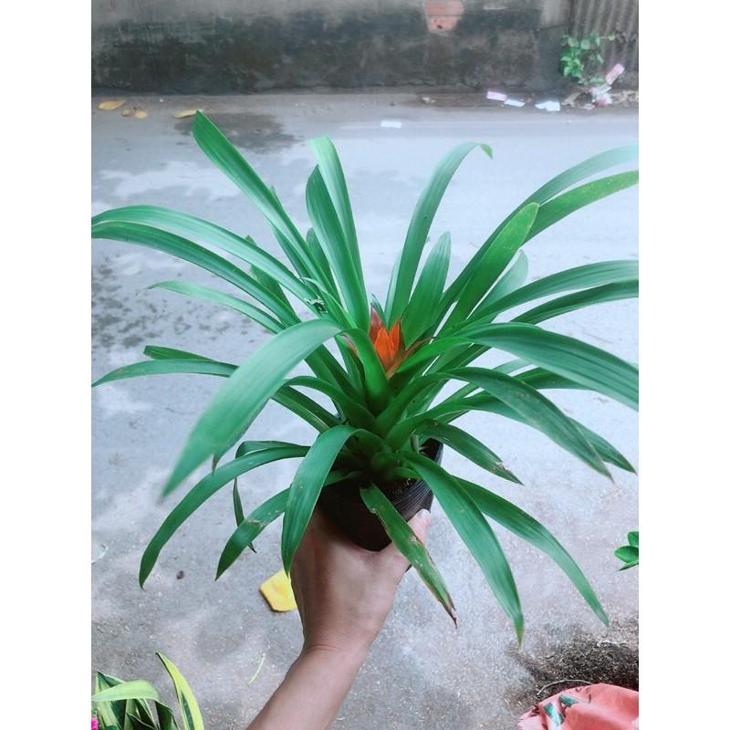 Phong Lộc Hoa