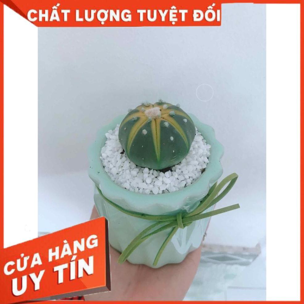 Chậu xương rồng Nhiều Người Mua