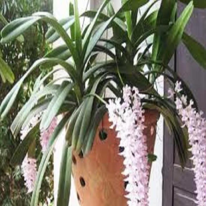 Hoa lan giáng hương đuôi cáo