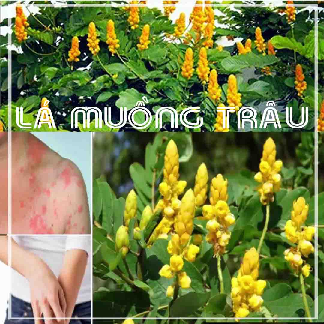 Lá Muồng Trâu khô đóng gói 500gram
