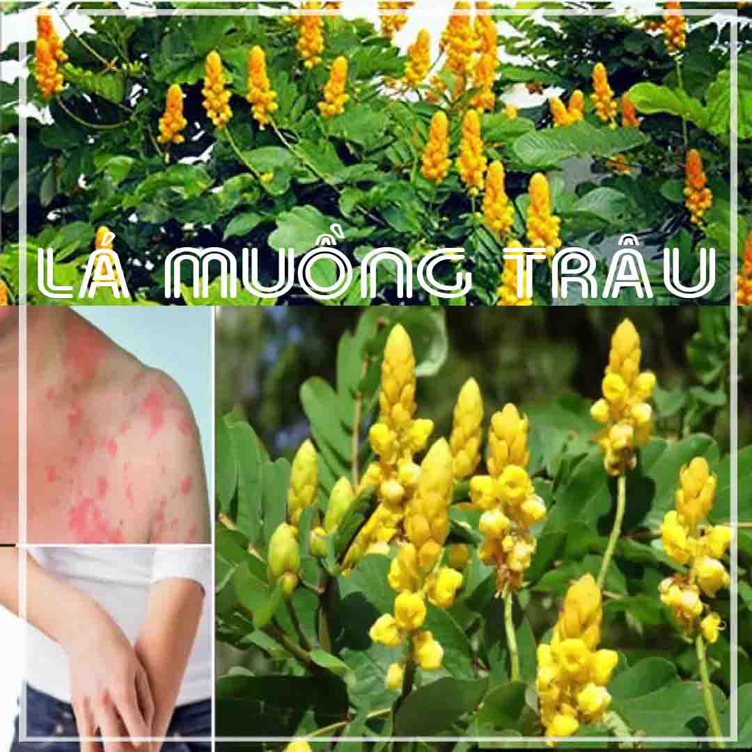 Lá Muồng Trâu khô đóng gói 1kg