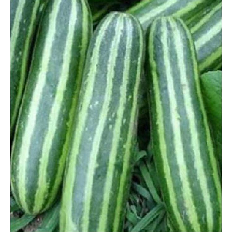 Hạt giống dưa chuột SHISHI sọc TháiLan 1gr/gói