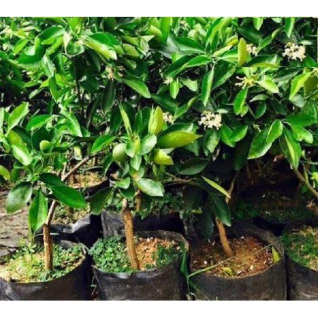 CAM XOÀN MIỀN NAM siêu quả, ngọt mát - CÂY GIỐNG CHUẨN F1