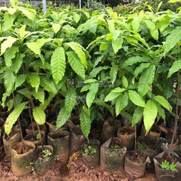 Cây vú sữa hoàng kim