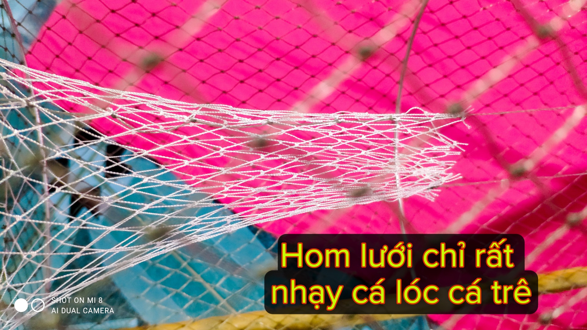 Bẫy Cá Lóc, Cá Trê Kiểu Mới Hiệu Quả Cao