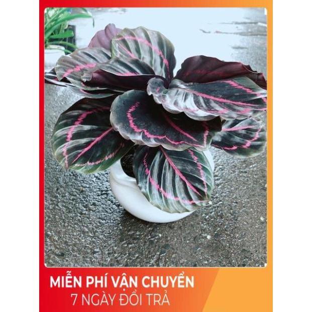 Chậu Cây Đuôi Công Tím