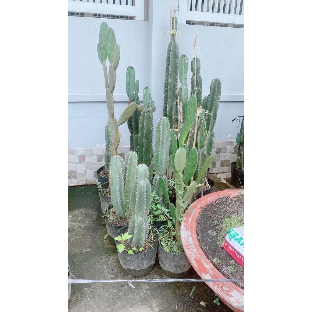 Xương Rồng Lớn