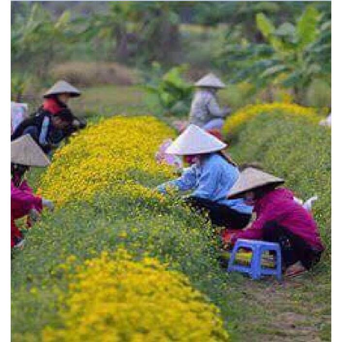 Hạt giống cây trà hoa cúc phú nông-1 gói 3 gram