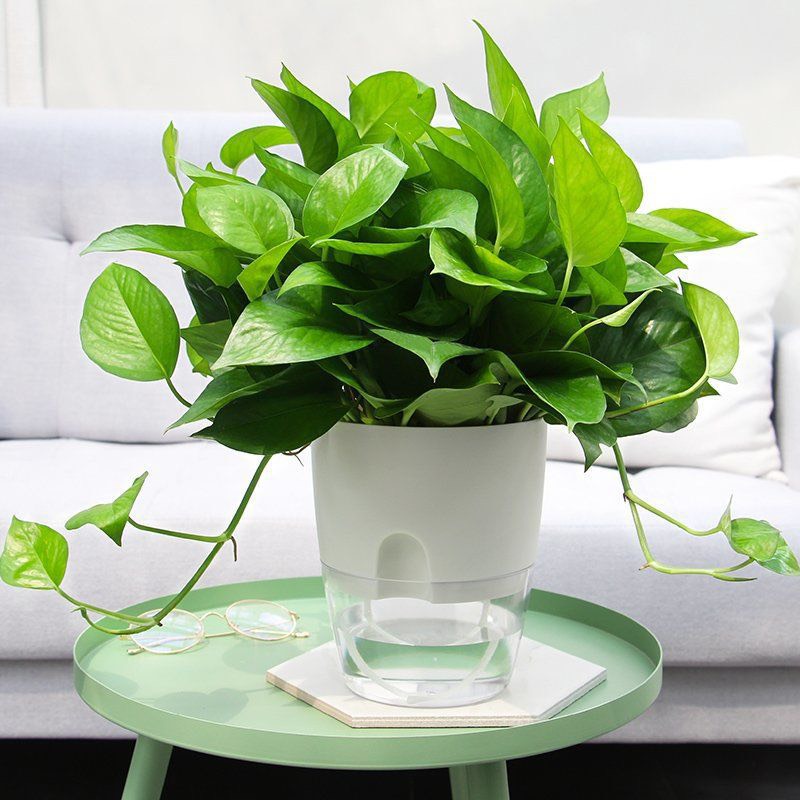 Chậu Trồng Cây Thuỷ Sinh Để Bàn - tự tưới nước cho cây. Trang trí văn phòng, bàn làm việc