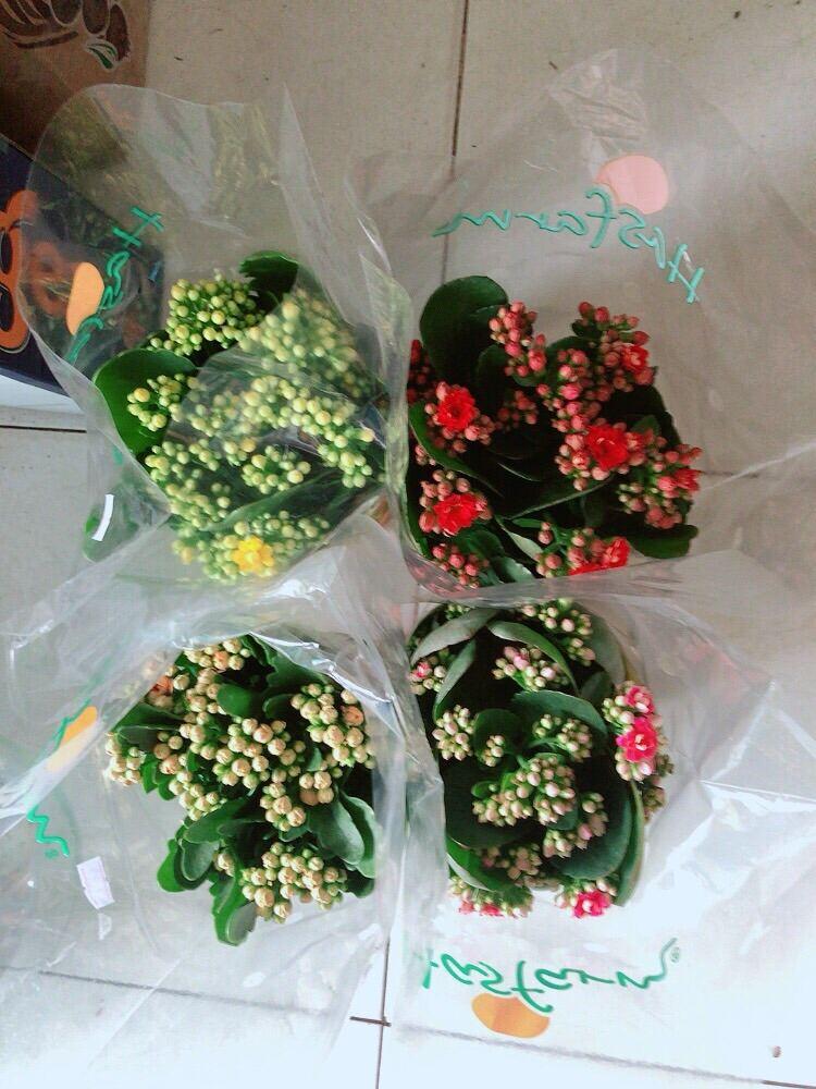 Cây Sống Đời Thái
