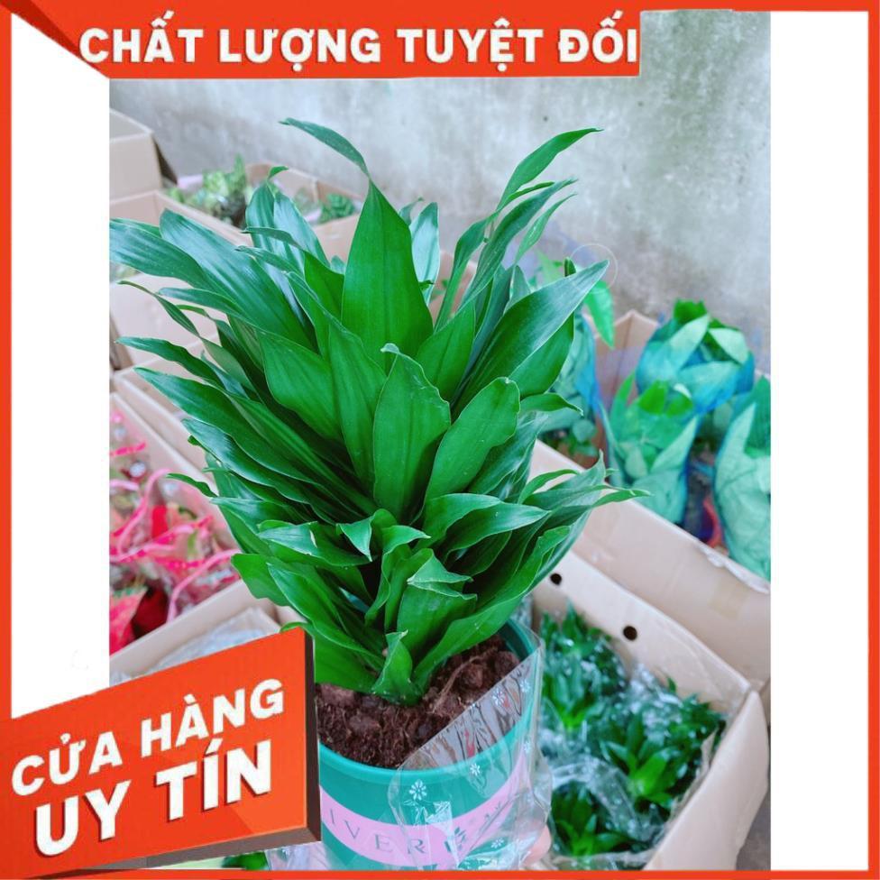 Cây Phát Tài Nhật Để Bàn Làm Việc
