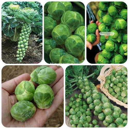 150h Hạt Giống Cải Bắp Tí Hon