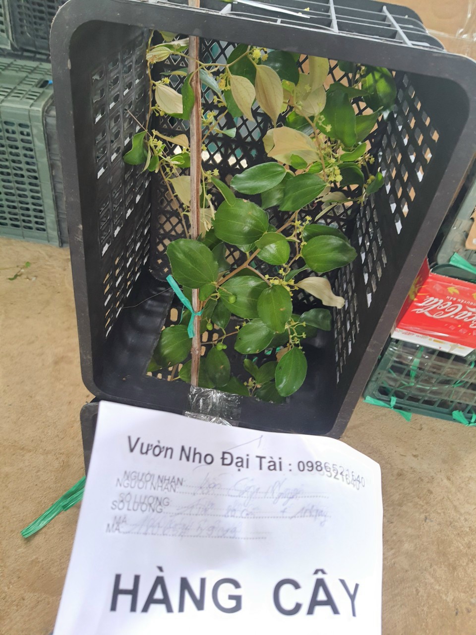 Cây Táo Thái Siêu Trái Đang Ra Hoa , Trái