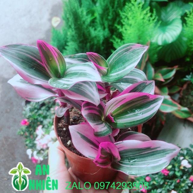 Cây Cành giá tốt