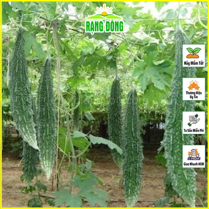Hạt giống Khổ Qua Trái Dài Salsa Trồng Quanh Năm, Chịu Nhiệt Tốt - Hạt giống Rạng Đông