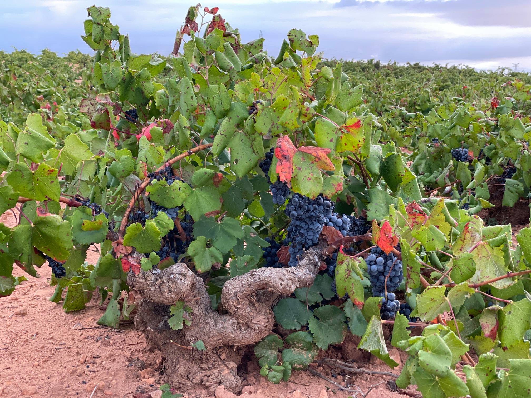 Rượu vang Organic Piqueras VS Monastrell & Garnacha Tintorera kèm túi hộp,đồ khui