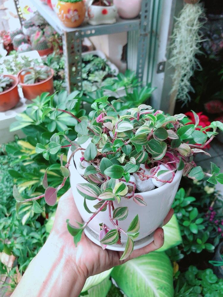 Chậu Cây Thằn Lằn Thái