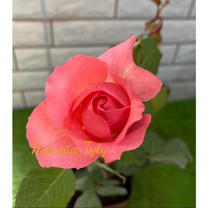 Hoa Hồng ngoại corail cam- bầu to cây trưởng thành