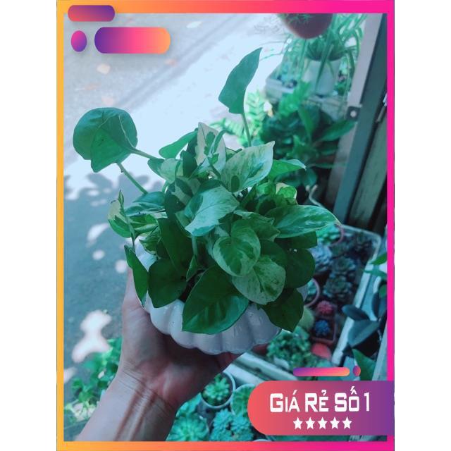 Chậu Trầu Bà Sữa