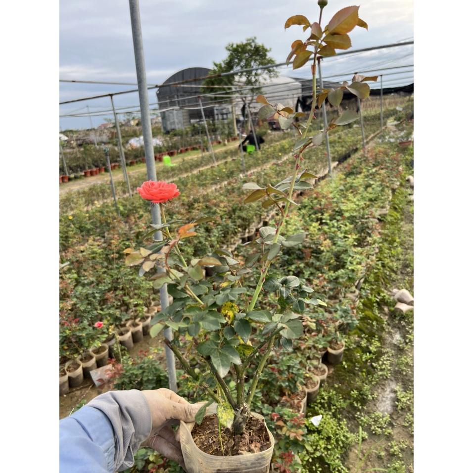 Hoa hồng Ngoại Rouge Royal Siêu Thơm - cây giống ươm bầu ổn định