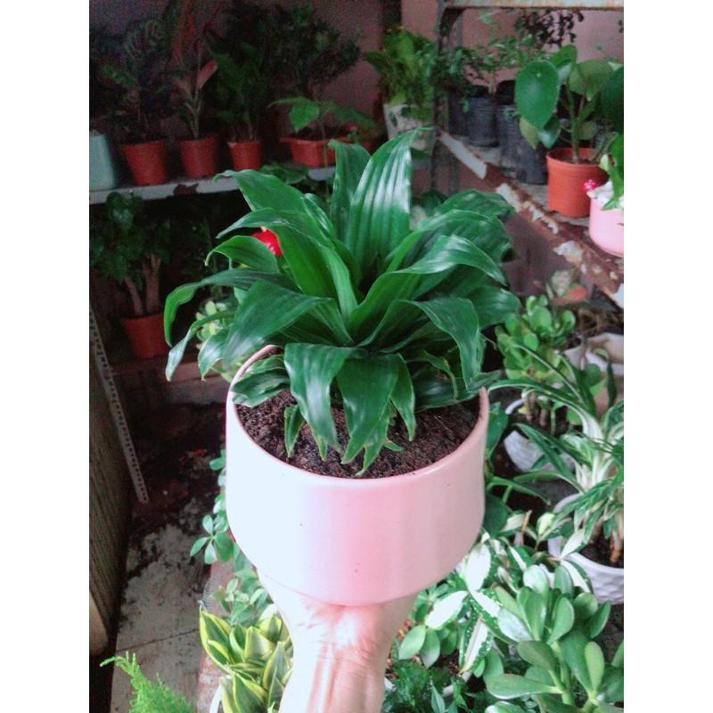 Chậu Cây Phát Tài Lá