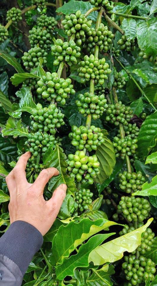 200 GRAM Hạt giống Cà Phê VỐI CAO SẢN Lá Xoài - HẠT TUYỂN CHỌN TỪ CÂY MẸ.