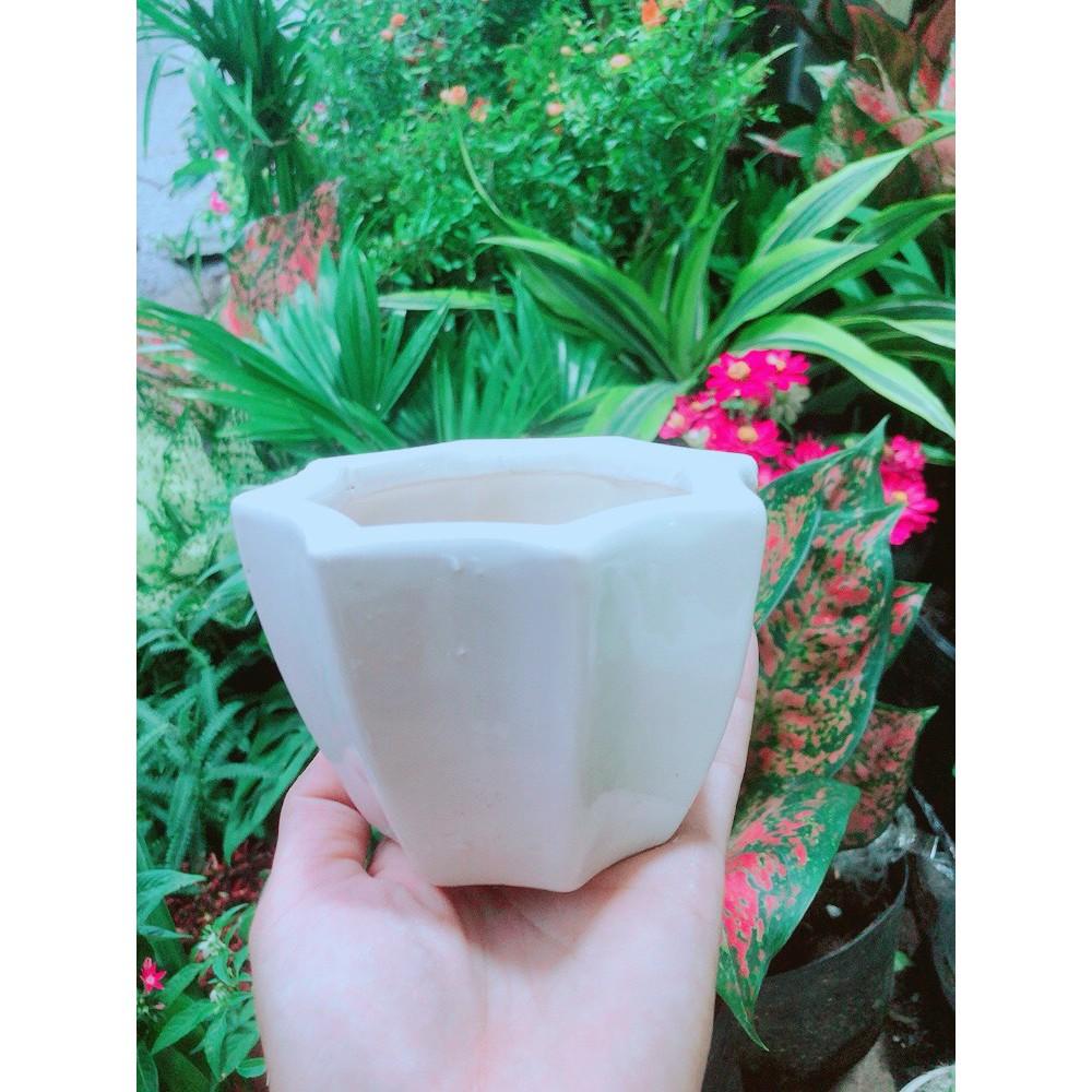 Chậu Trồng Cây