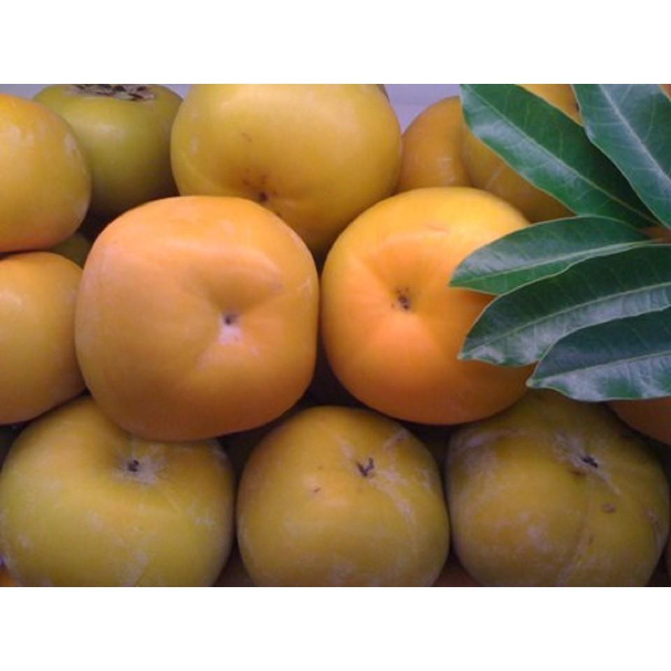 CÂY GIỐNG HỒNG GIÒN NHẬT BẢN SIÊU NGON SIÊU QUẢ- CAM KÊT GIỐNG CHUẨN F1