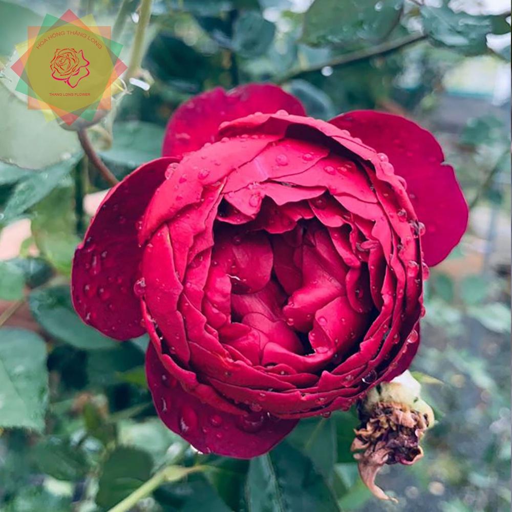 Cây hoa hồng ngoại Auturm Rouge siêu thơm đẳng cấp - Hoa hồng Thăng Long Flower