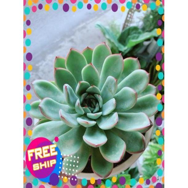 Sen Đá Size Đại