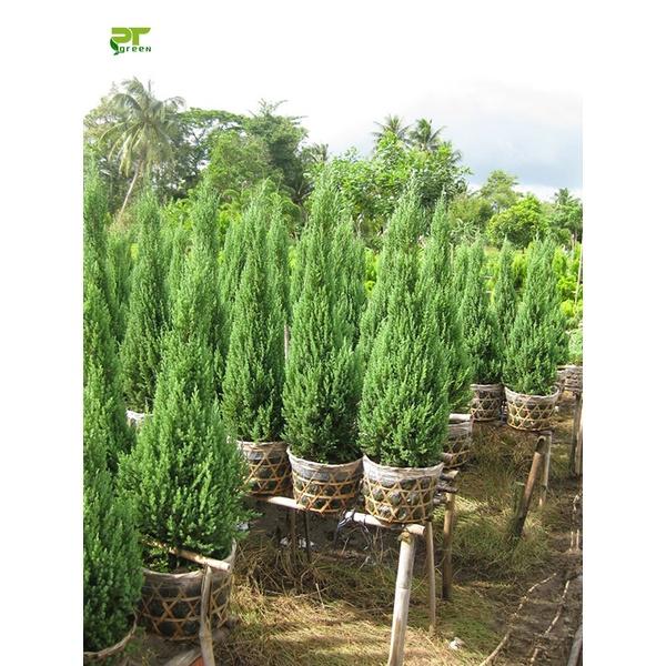 CÂY GIỐNG SƠN TÙNG *