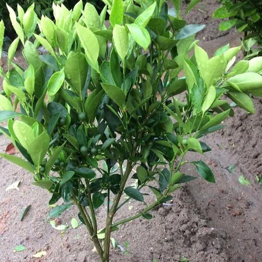 Cây quất chua cây to tán rộng lá xum xuê cao 60-90cm