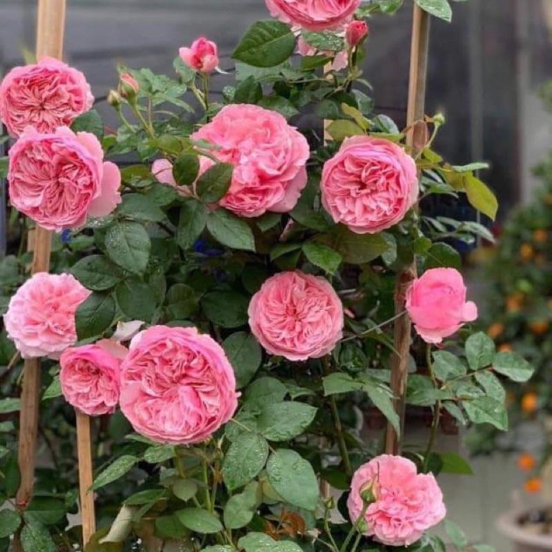 Hoa hồng ngoại Carey Rose - hoa to, hoa thơm