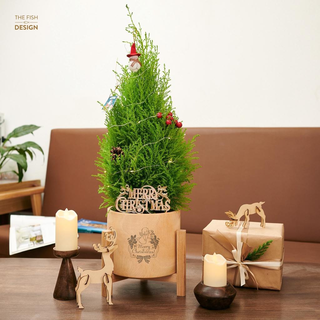 Chậu cây tung thơm có hương thơm đặc trưng giúp xua đuổi côn trùng, tạo tinh thần thoải mái, hợp với người mệnh kim | size LS | THE FISH DESIGN