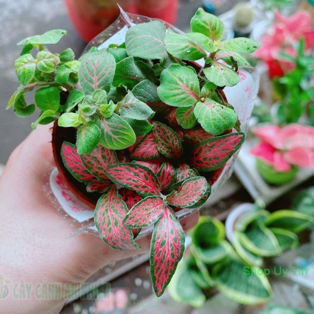 Chậu Cẩm Nhung