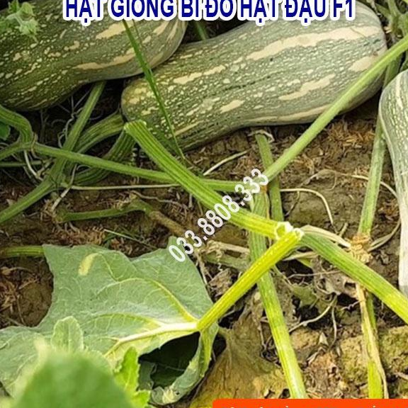 HẠT GIỐNG BÍ HẠT ĐẬU - QUẢ BÍ NGON ĐẸP NĂNG SUẤT CAO