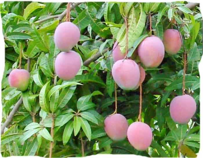Cây XOÀI ÚC ghép
