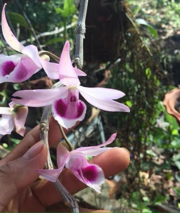 Phong lan phi điệp tây nguyên rễ khỏe, ấm chậu